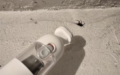 Spinne mit Staubsauger eingesaugt: Das passiert wirklich